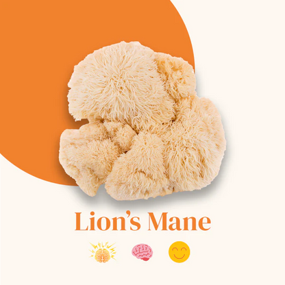 Gélules de Lion’s Mane BIO – French Mush